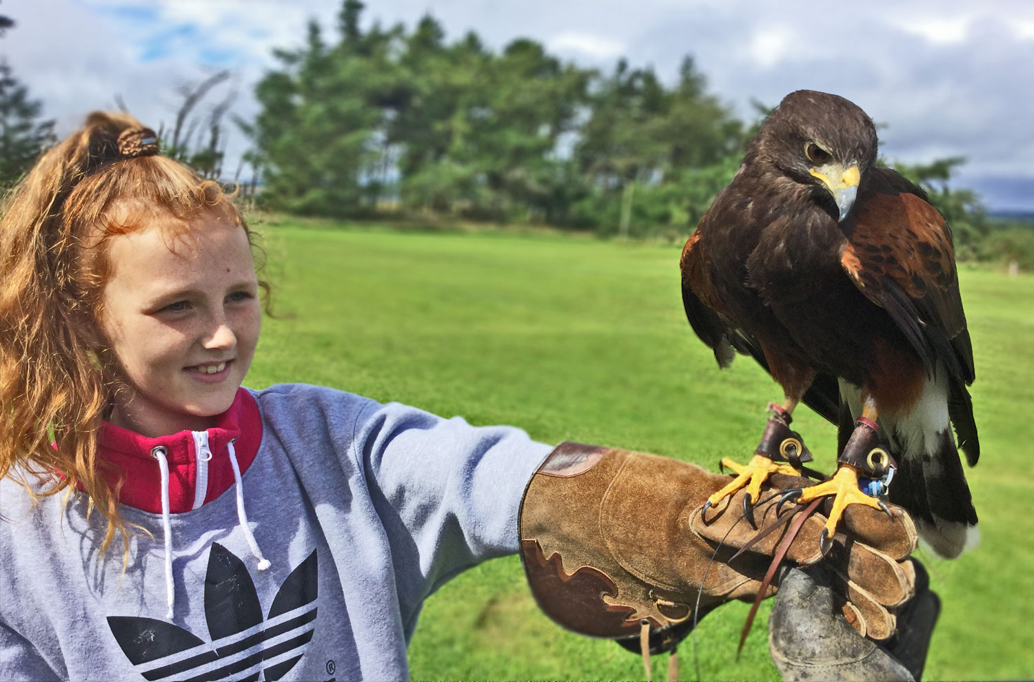National Bird of Prey Centre - All You Need to Know BEFORE You Go (with  Photos)